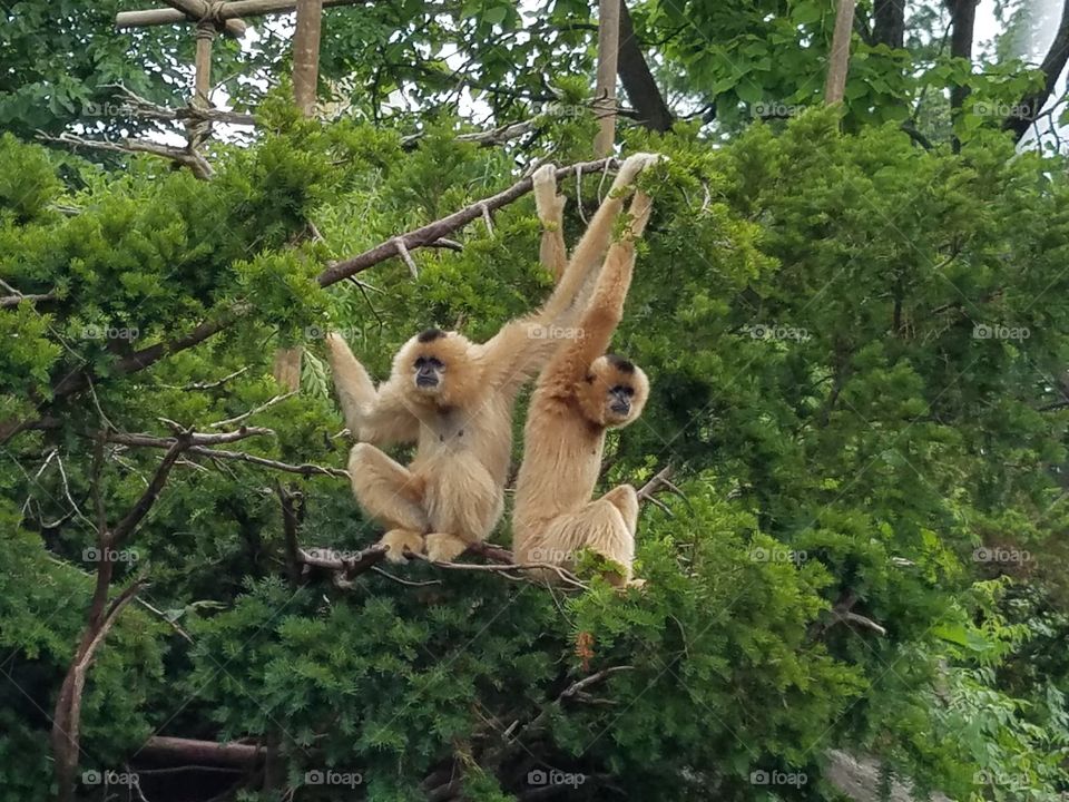 Monkeys