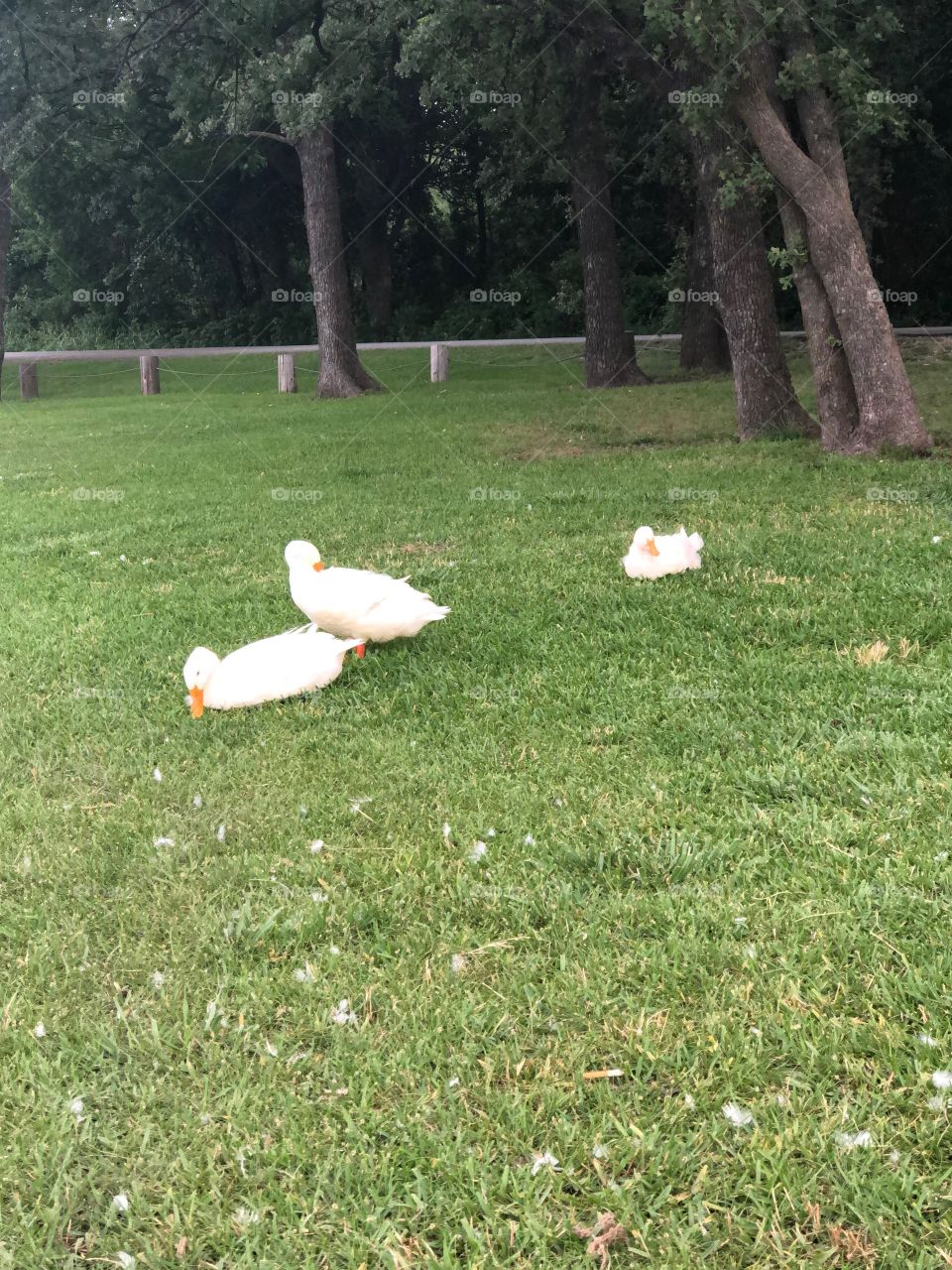 Ducks in the grass 