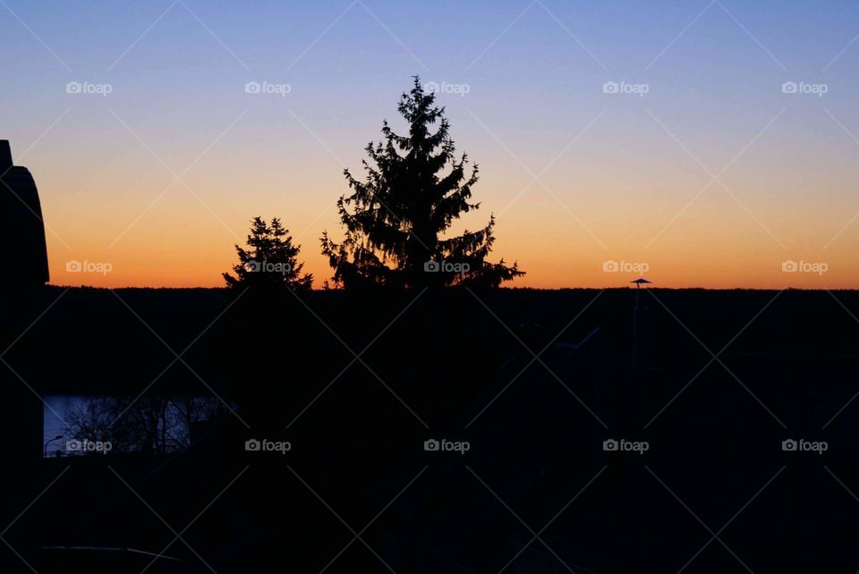 evening sunset orange sky tree