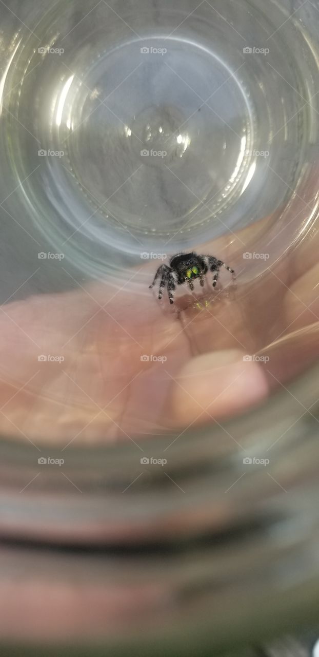 A bold jumping spider (Phidippus audax) that I caught in a jar in order to relocate her outside. Note her brilliant iridescent chelicerae.