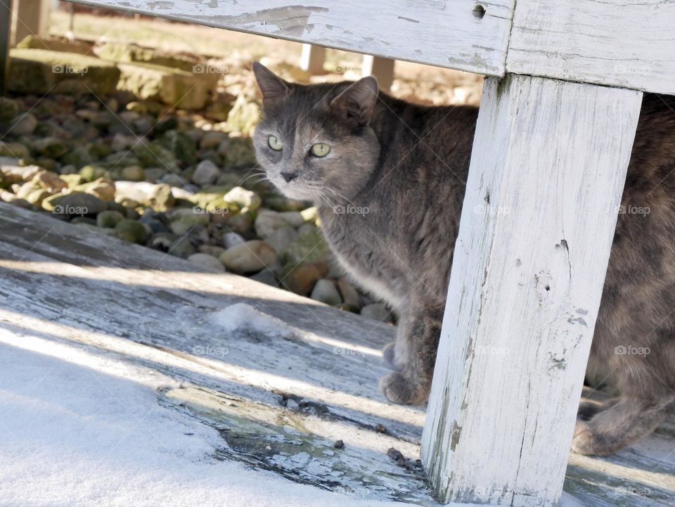 A kitty explores outdoors on a chilly February morning. She’ll feel the cold soon enough! 