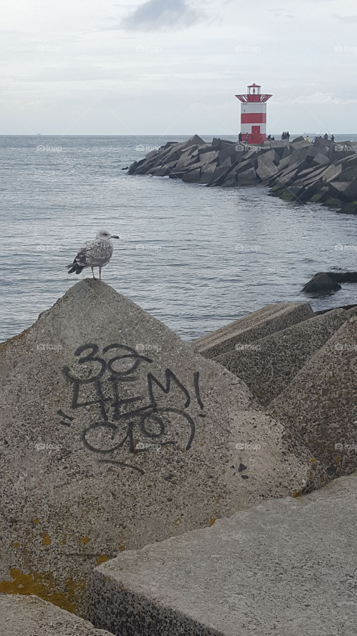 Was denkt bloß dieser Vogel