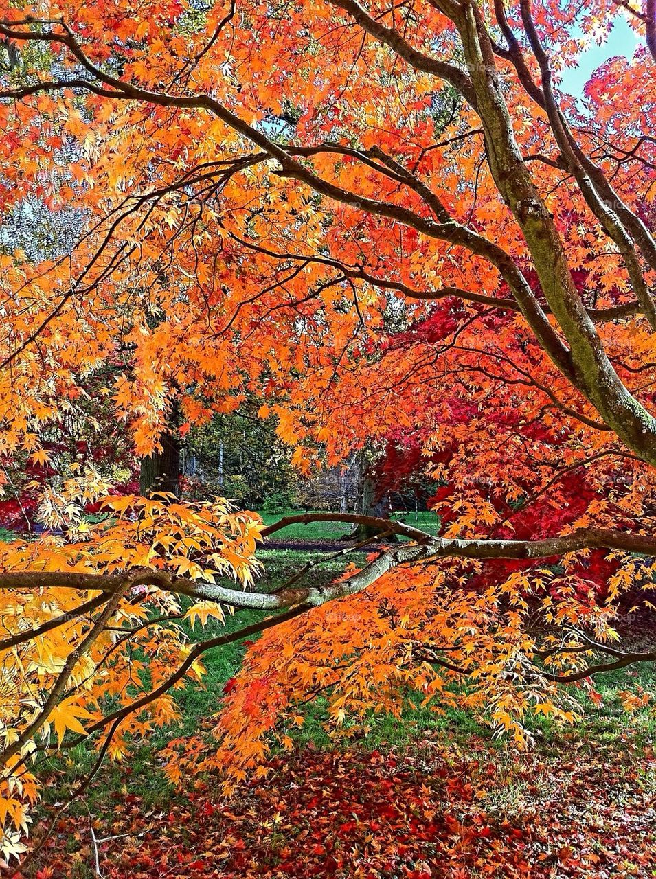 Westonbirt Arboretum