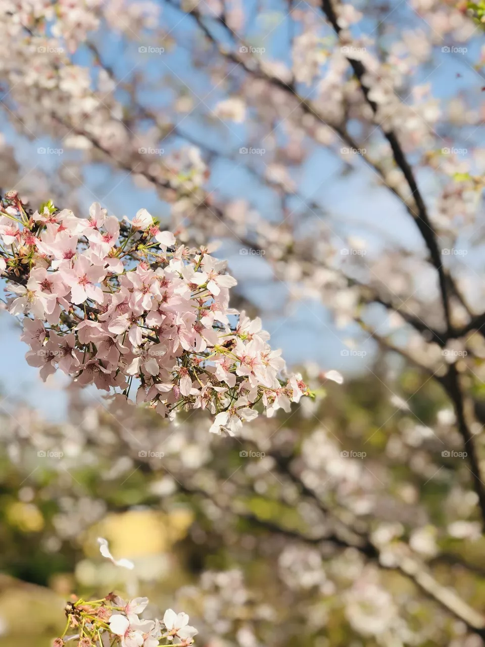 Cherry blossoms