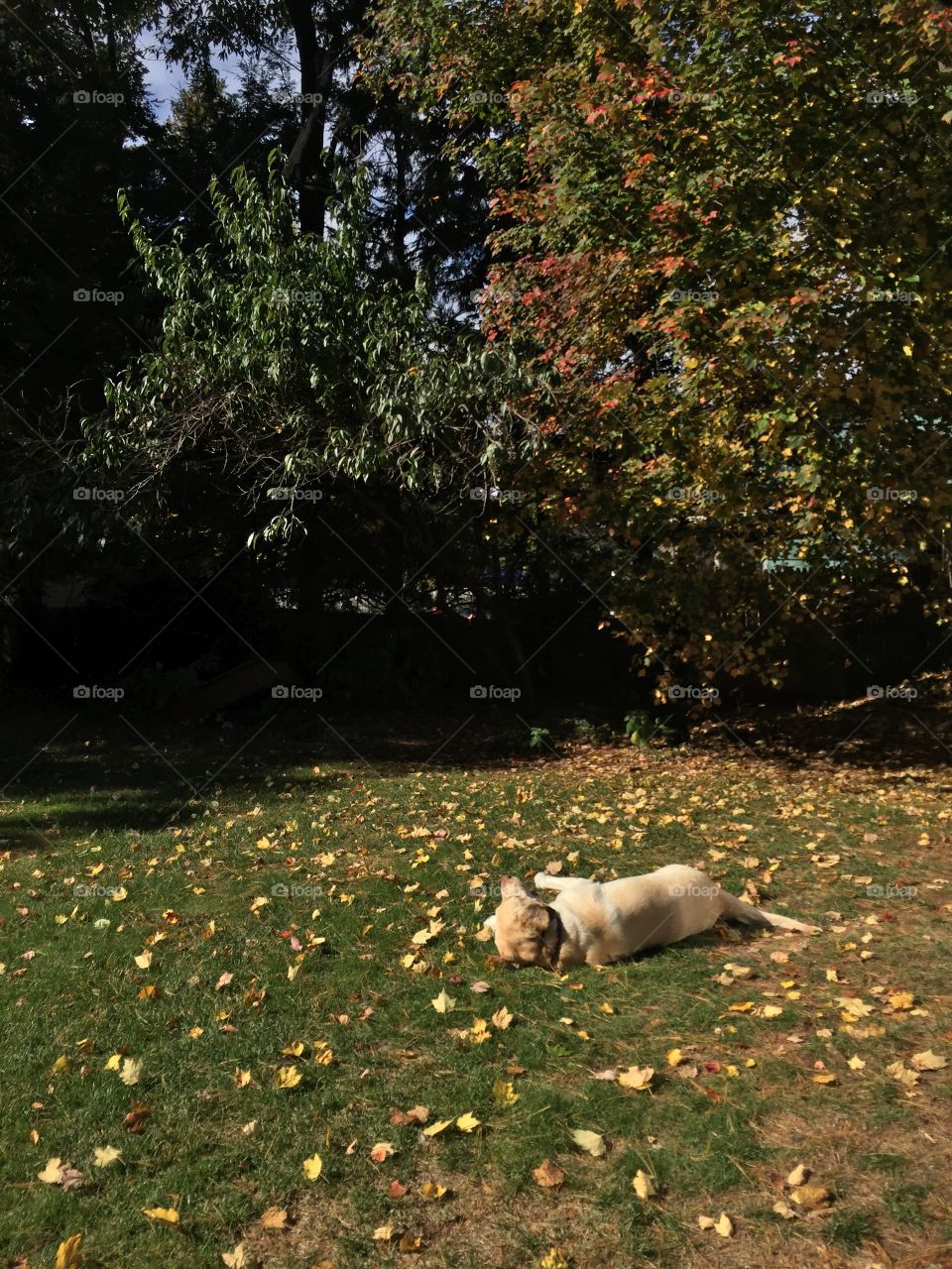 Dog in Fall