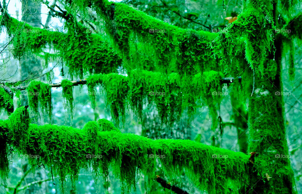 I love the green of the rainforest, especially during the fall/winter months. The beautiful green moss grows thick blanketing the branches. On rare sunny days light gets through the thick canopy making the moss even more vibrant. 💚