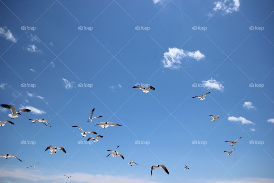 Seagulls flying against sky