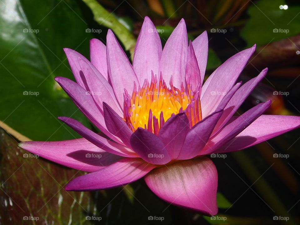 Blooming purple lotus