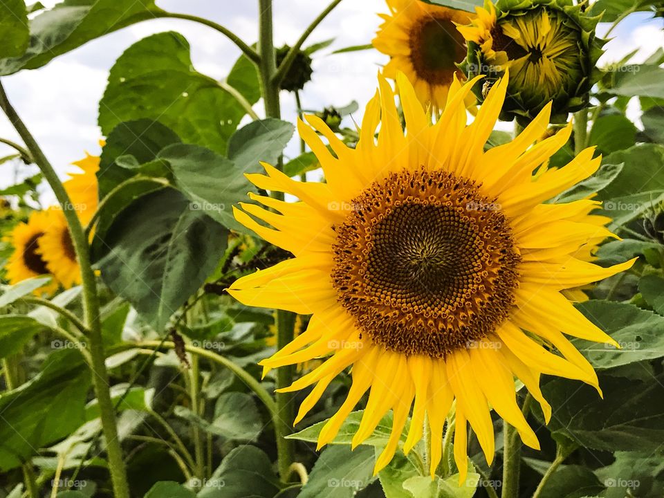 Sunflowers