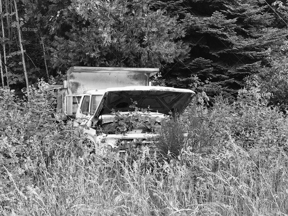 An old abandoned truck lost in time being overgrown by the forest 