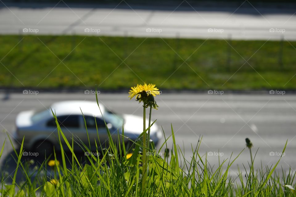 dandelion and highway