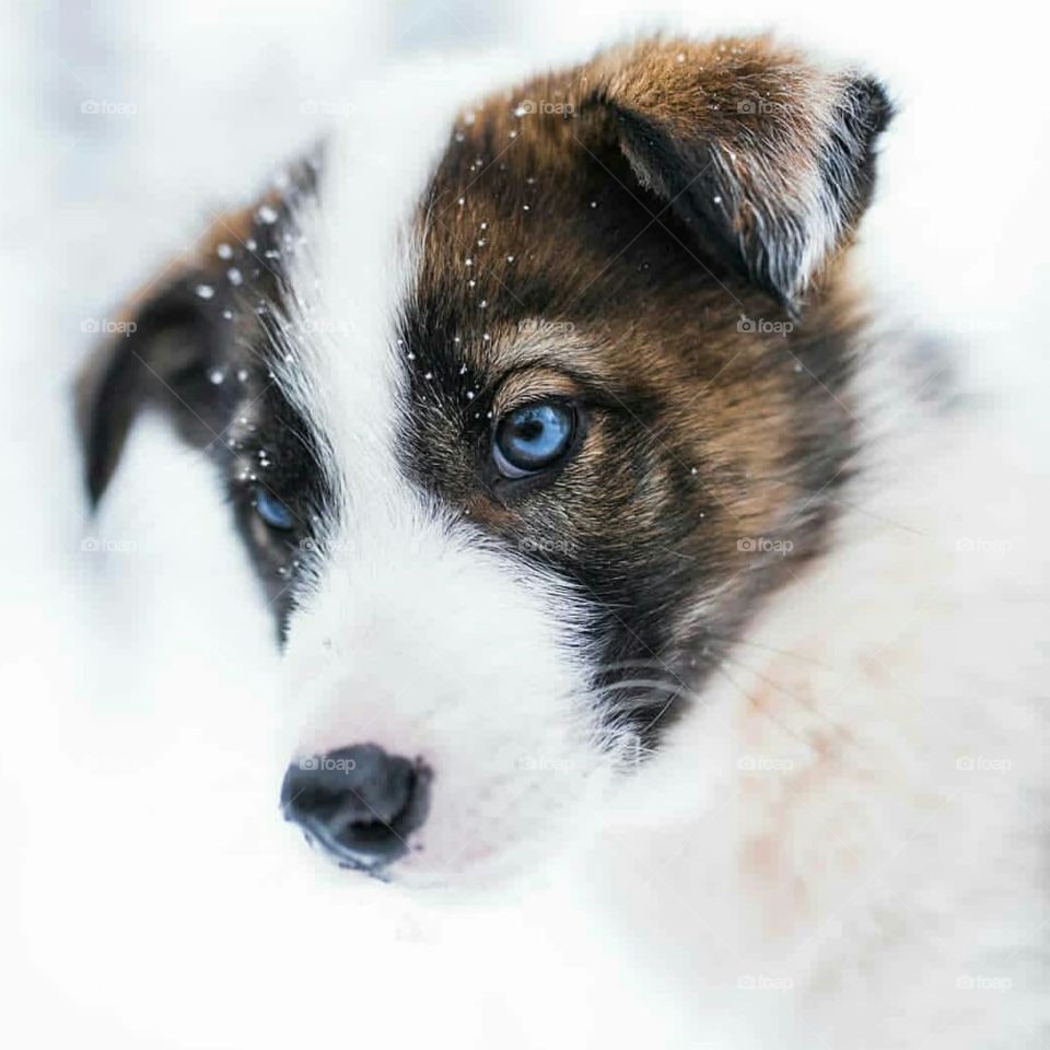 Puppy in snow