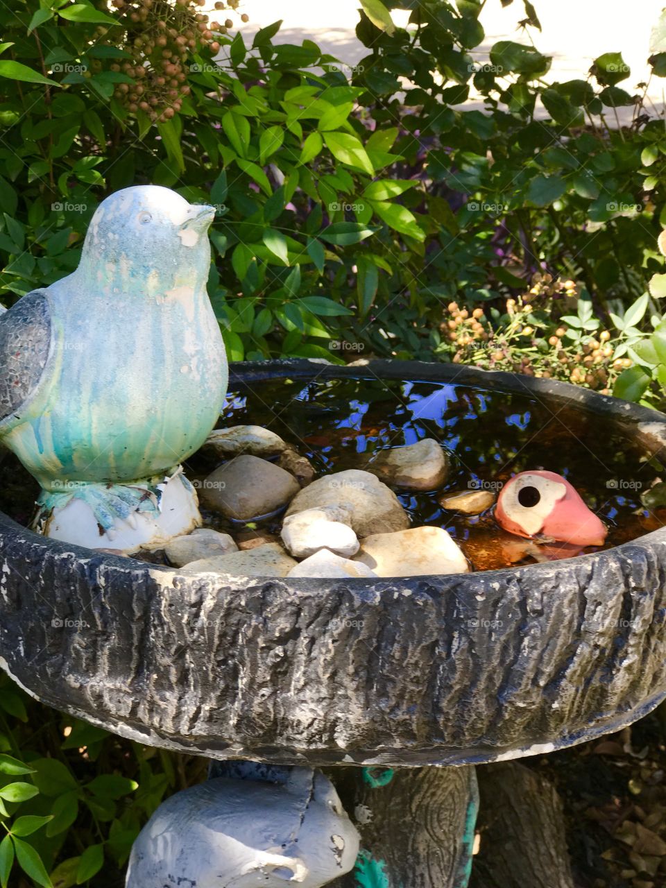 Bird Bath reflection 