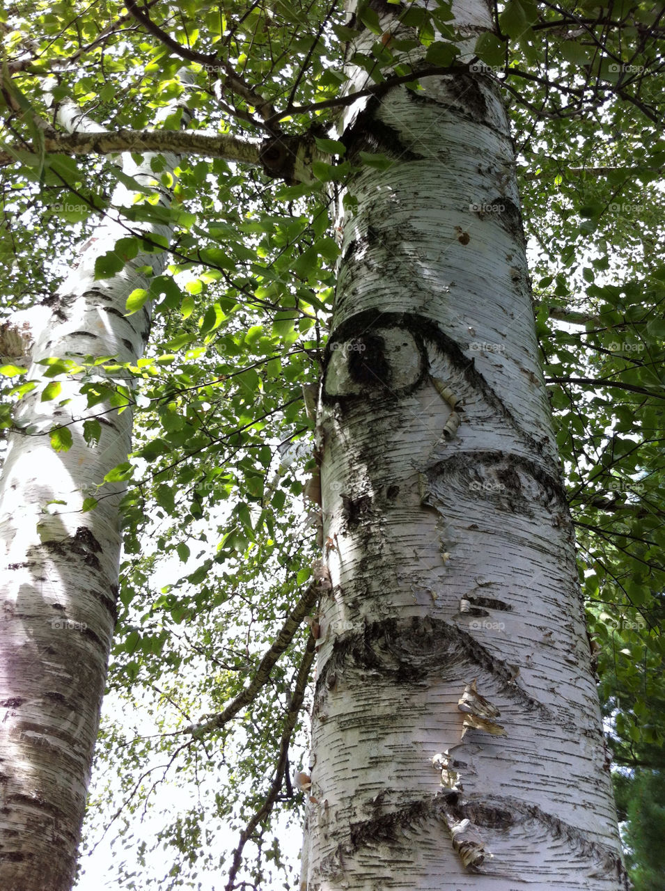 trees birch bark by momjan