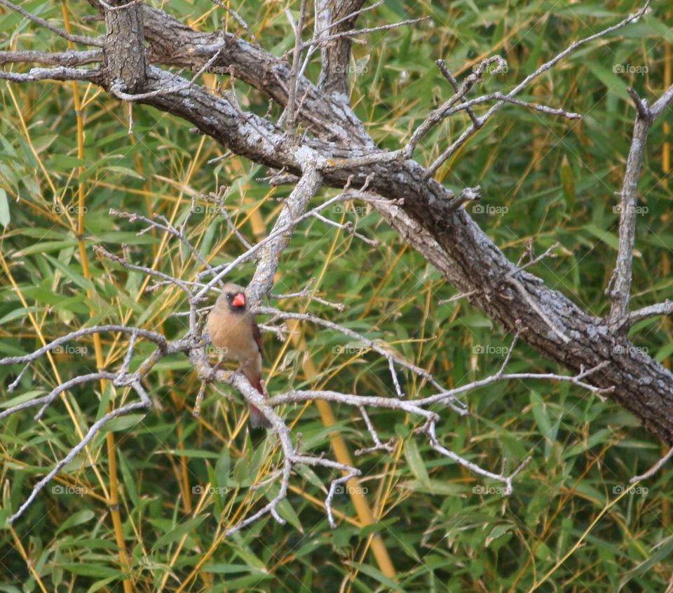 Cardinal in Bamboo