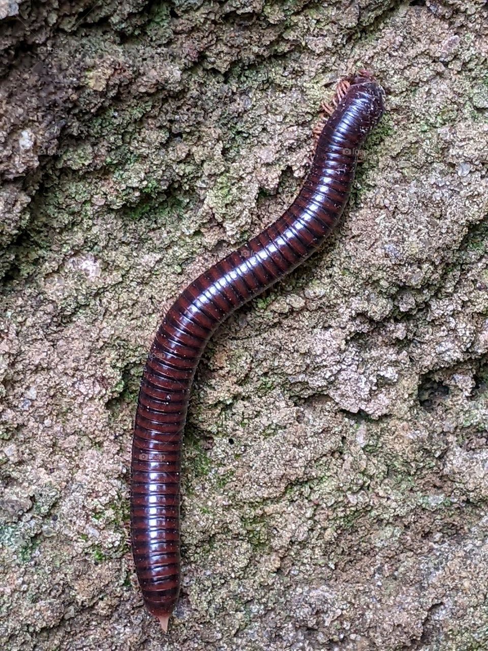 millipedes