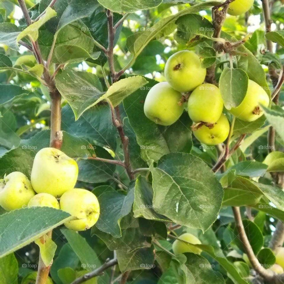 Apple tree