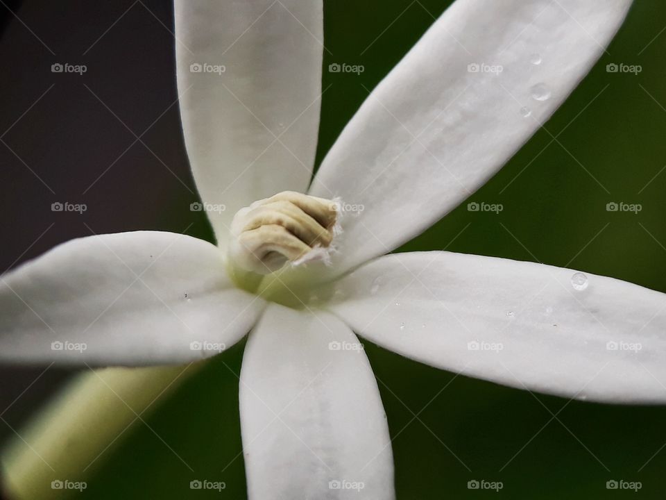 hippobroma longiflora