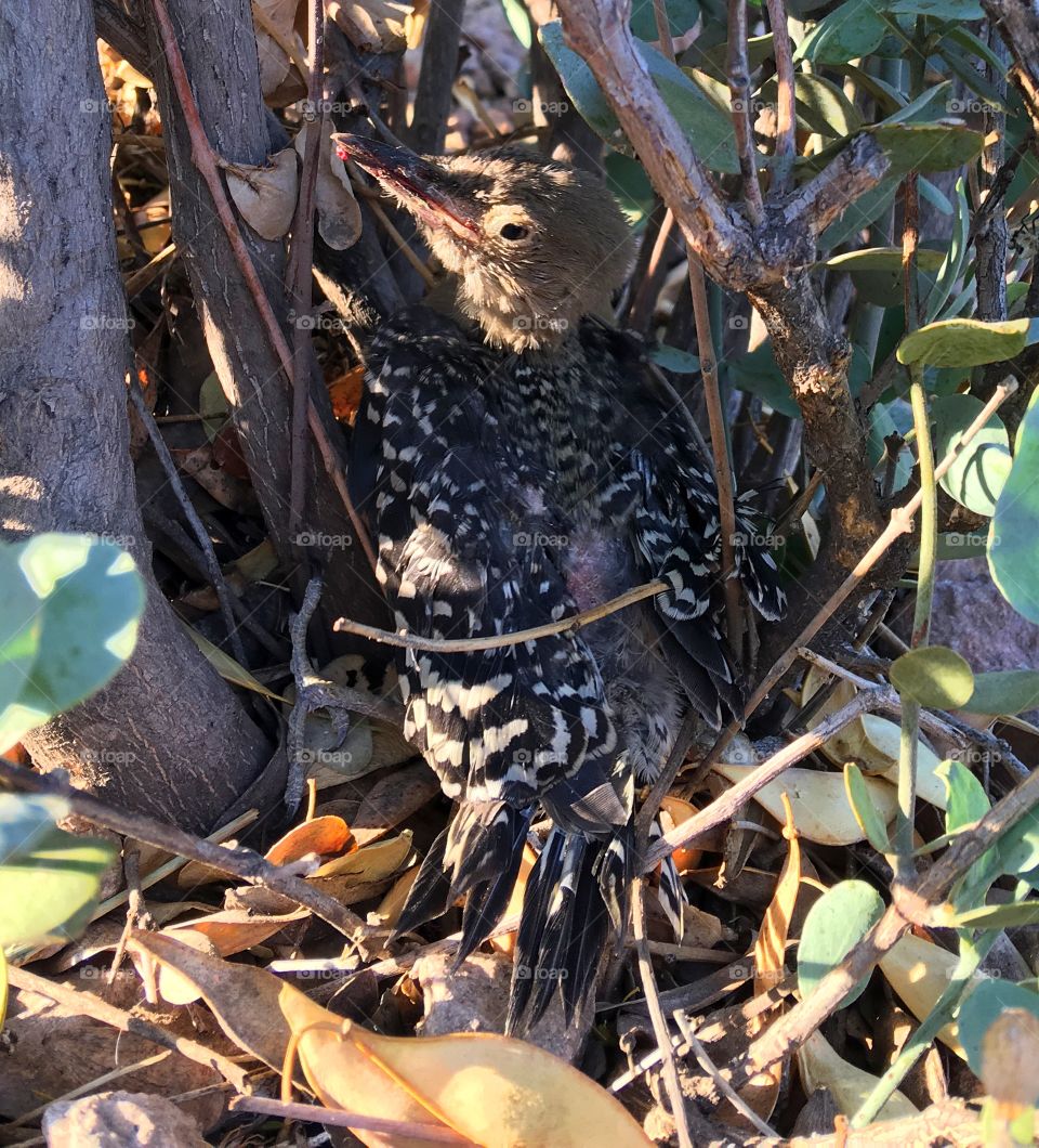 Baby woodpecker