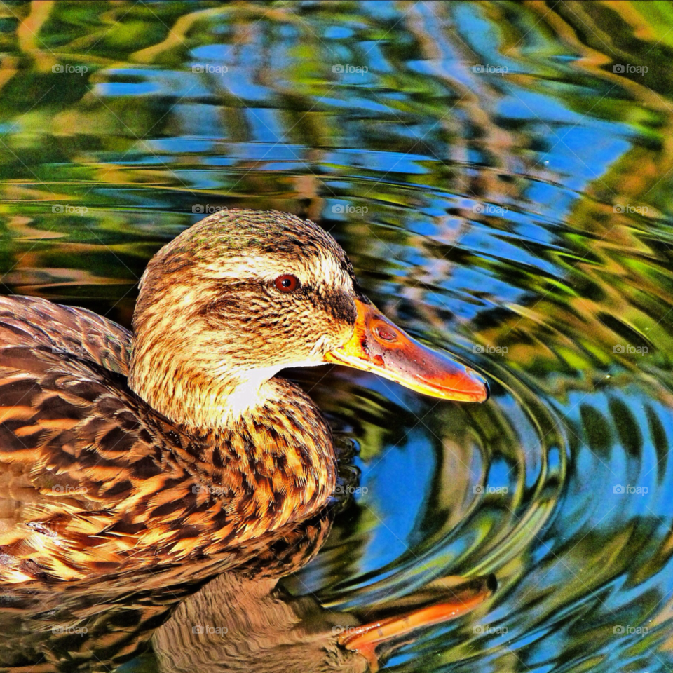 nature pond water reflection by Raid1968