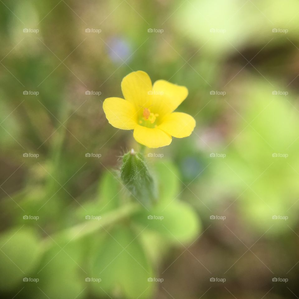 Clover blossom with tiny bug