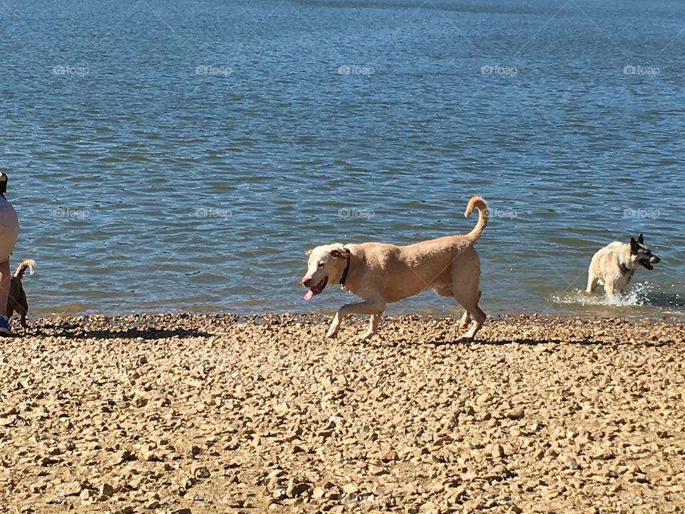 One of the greatest off leash dog parks in the Kansas City area would have to be the Shawnee Mission Dog Park. Complete with a swimming area, trails & wash station, you're dog is set to have a great day while beating the summer heat! Just remember to wear your walking shoes! It's a bit of a trek from the parking lot to the lake, but it's all about the journey, not the destination, right? This location is all around beautiful from beginning to end, top to bottom & your dog is going to love it! 