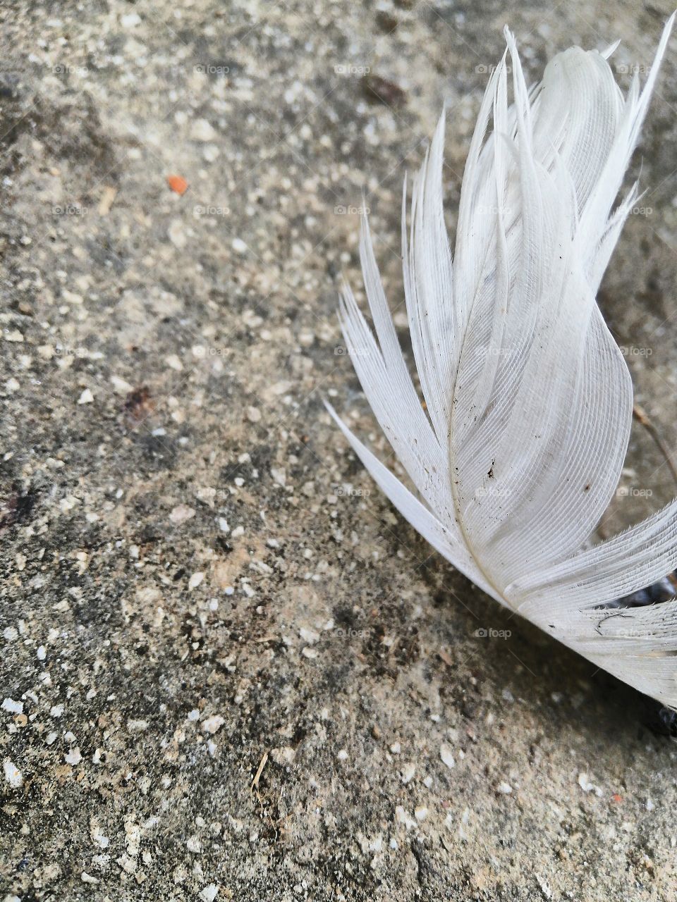 Feather2