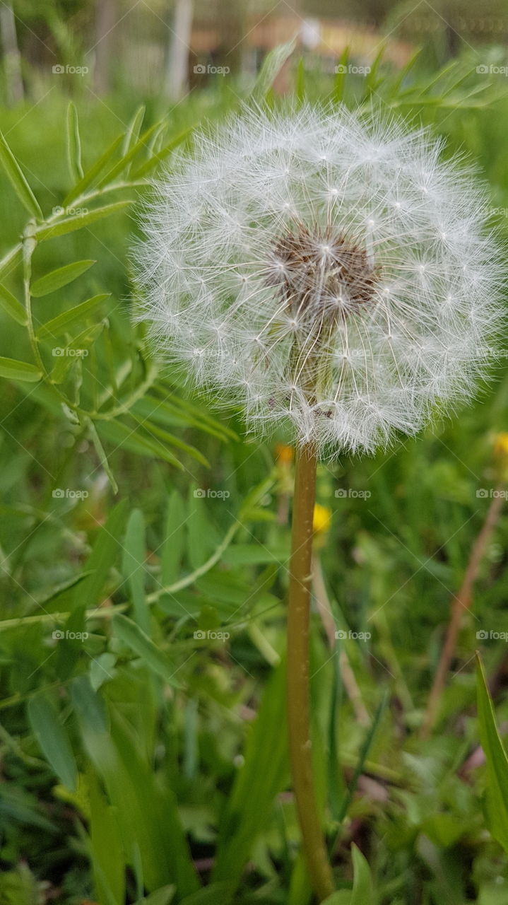white dandelion ball