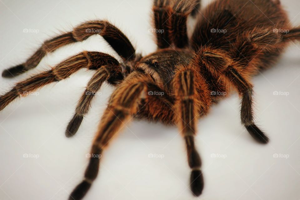 Tarantula on white background