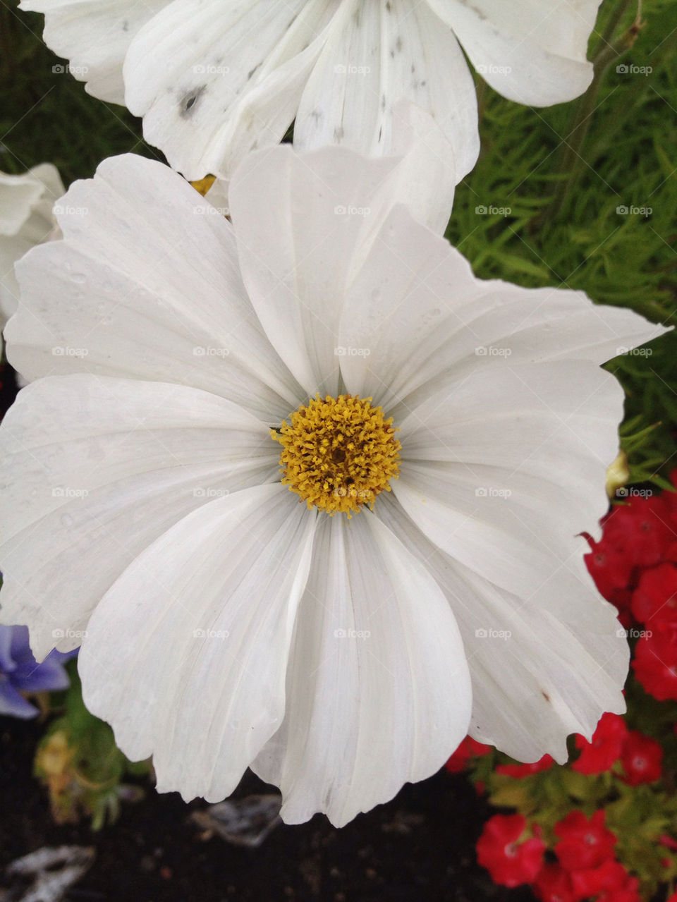 garden flower white blossom by carina71