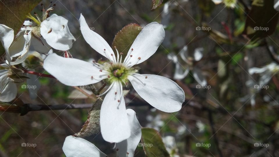 Beautiful white flowers, zoomed in with background not focused.