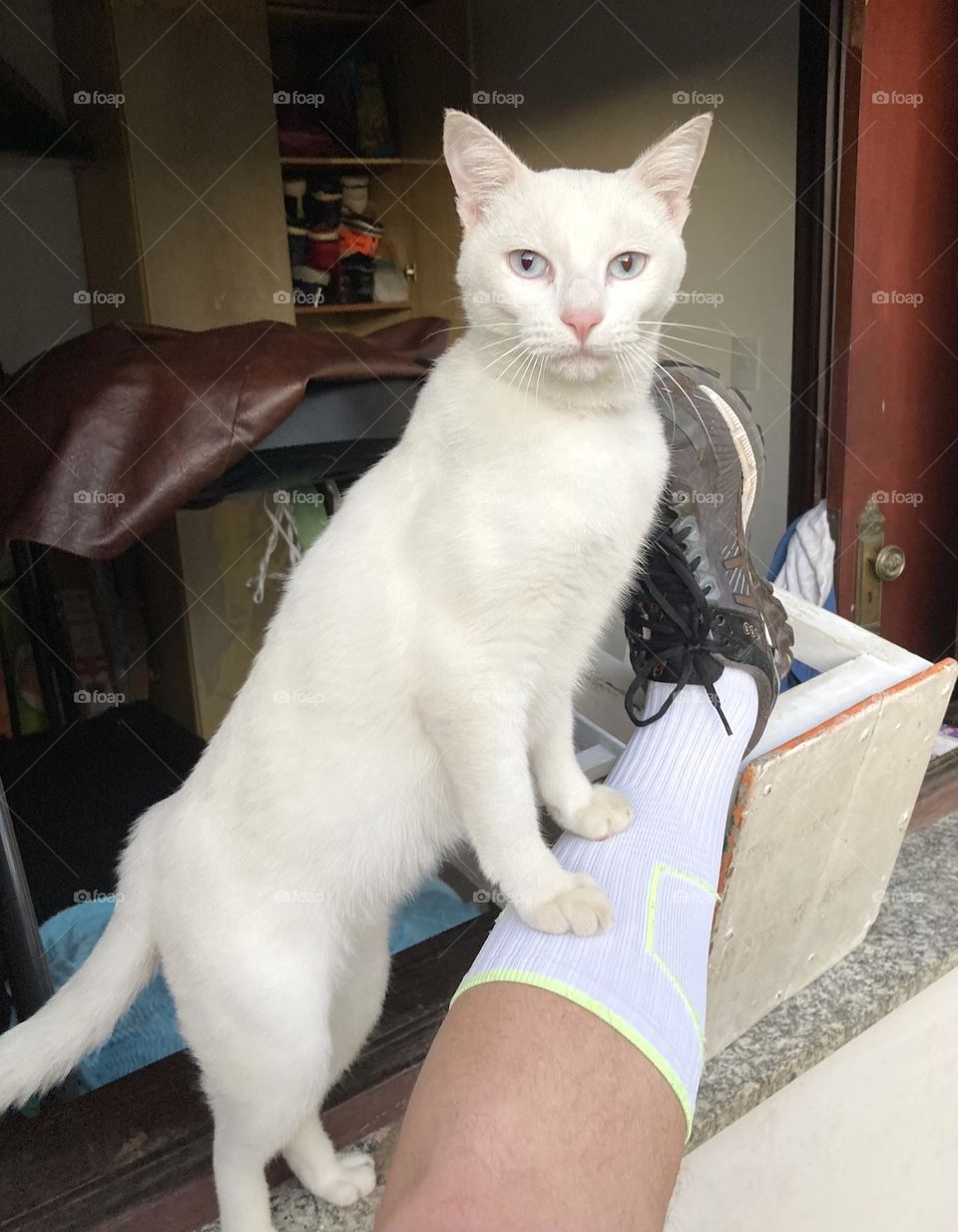 🇺🇸 Athlete kitty! Or trainer? She helping me stretch is really cool 👊🏻. Hey sticky little bug... but she's a companion! / 🇧🇷 Gatinha atleta! Ou treinadora? Ela me ajudando a alongar é muito legal 👊🏻. Ô bichinho pegajoso… mas é companheira!