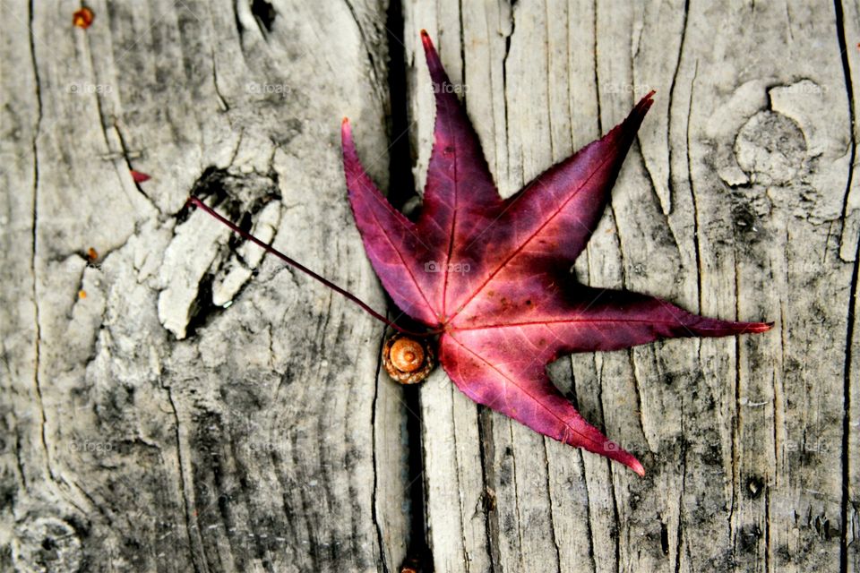 red leaf, acorn on w