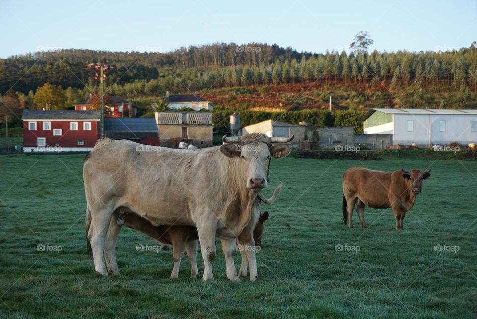 Cows#bulls#nature#farmhouse