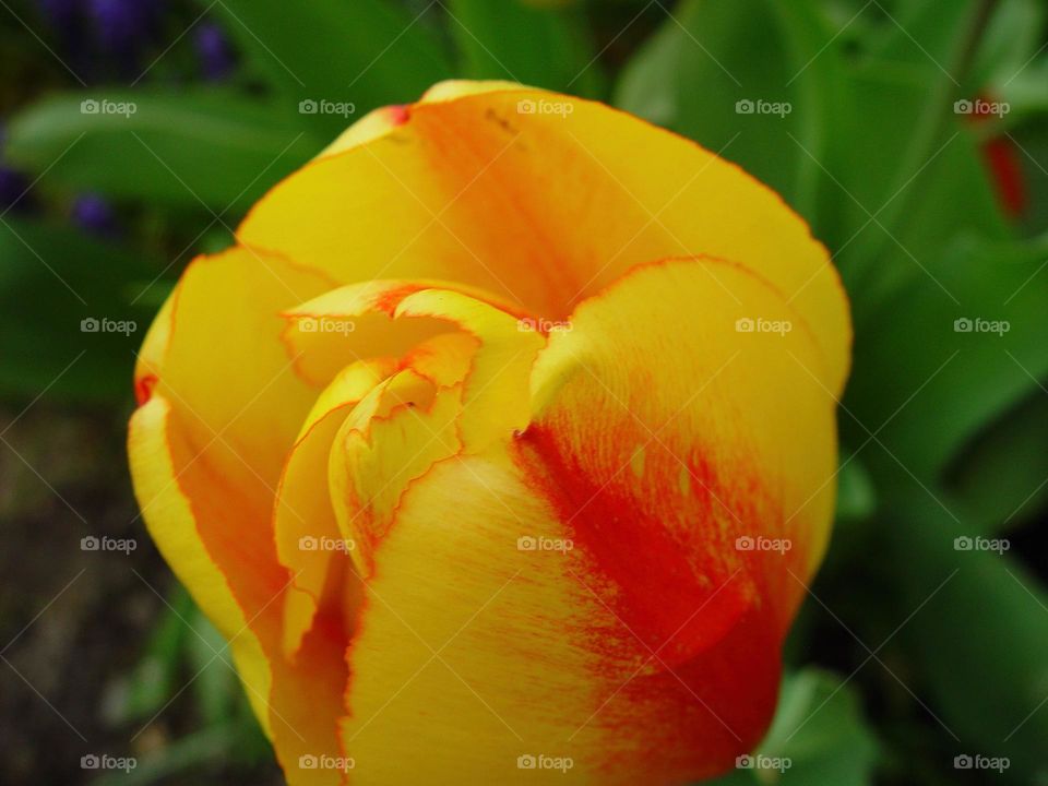 tulip