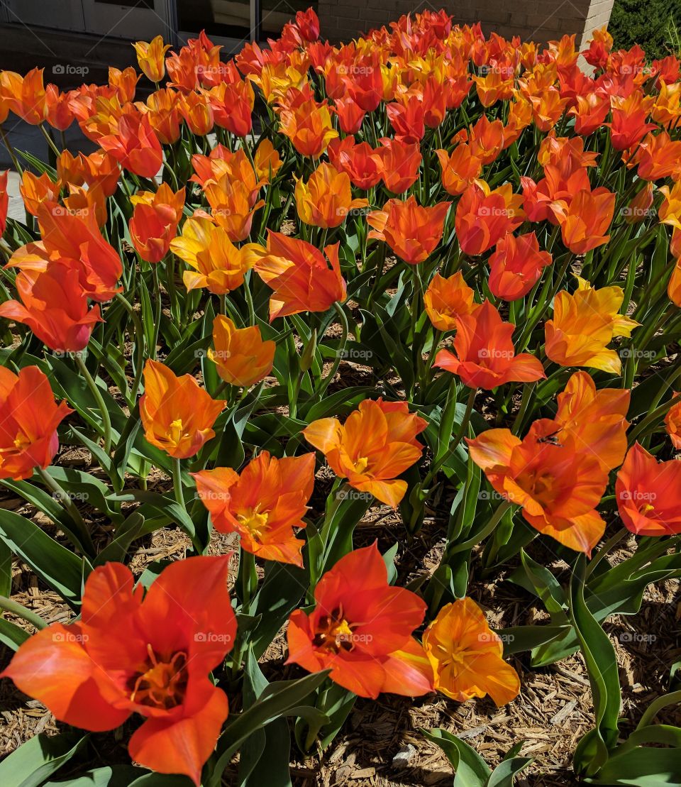happy orange tulips