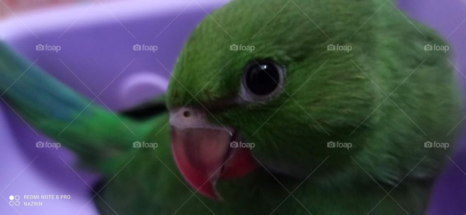 Green country parrot