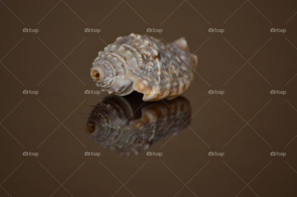 sea shell