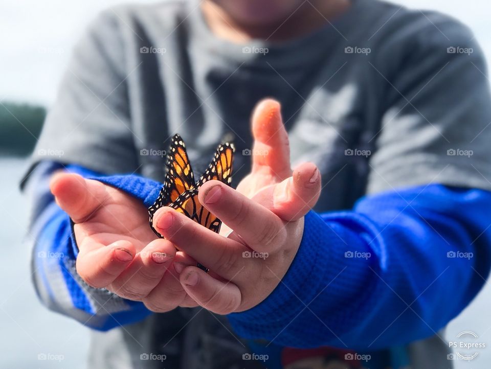 Boy holding butterfly carefree careful gentle sweet