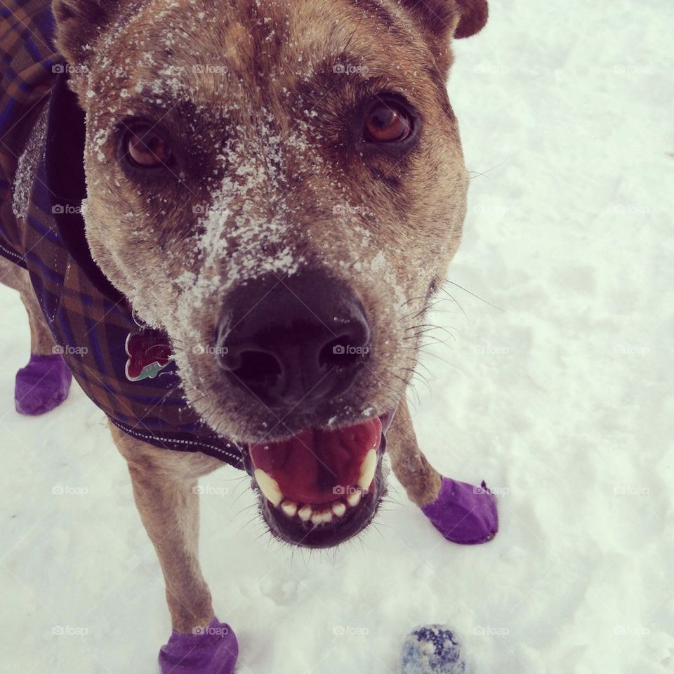 Smiling dog in snow