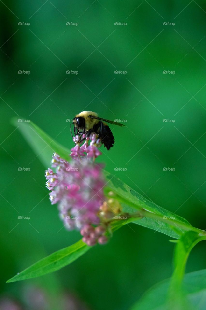 bee