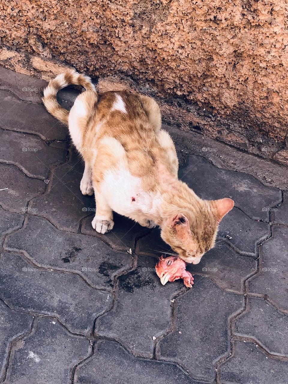 Beautiful cat eating chicken s head