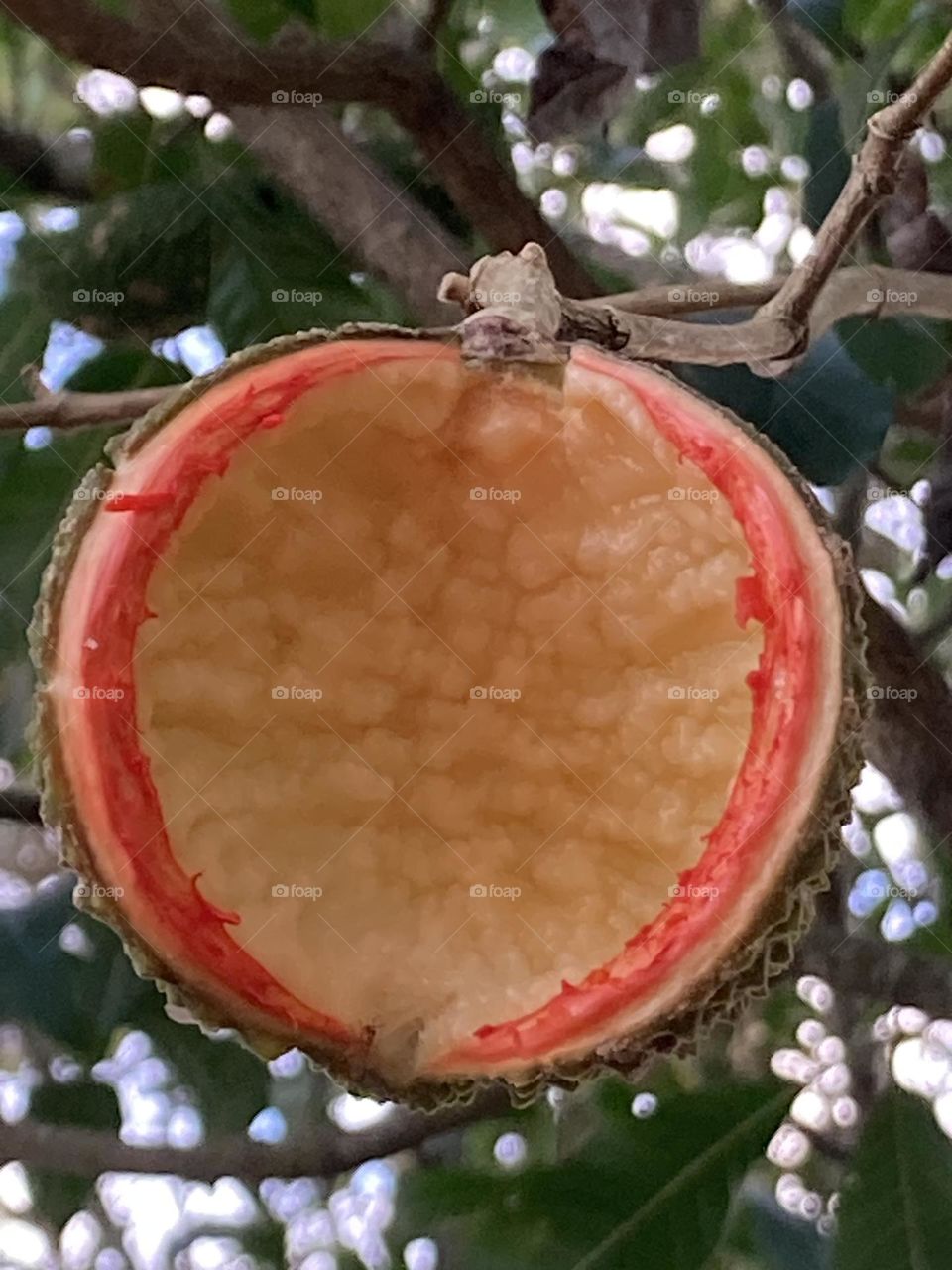 Casca de semente presa a um galho, aberta, de cor bege com contorno vermelho. Ao redor galhos com folhas verdes.