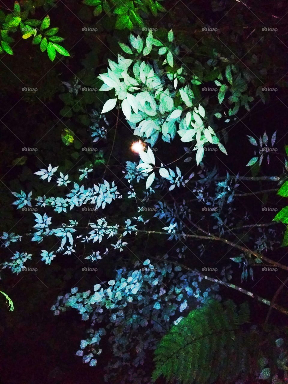 Leaves in the dark of night
