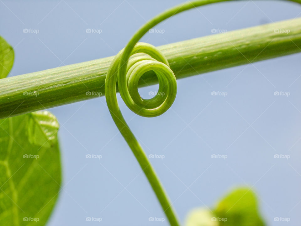 vine plant spiral
