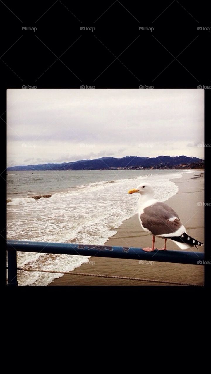 ocean vacation pier seagull by studioguycbs
