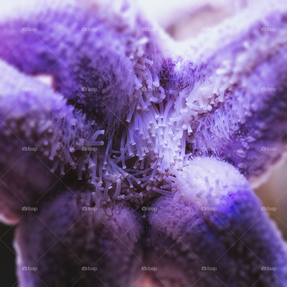 Starfish 