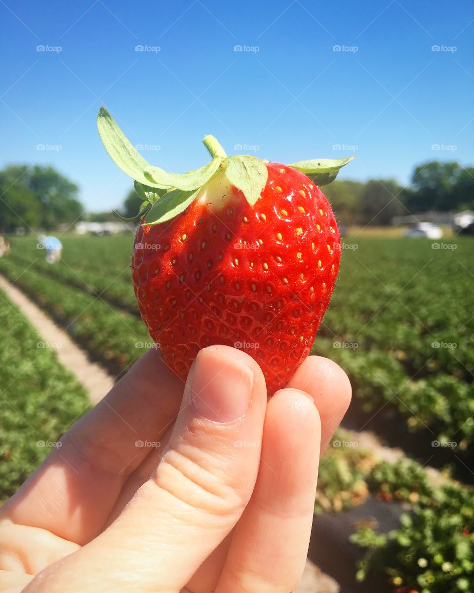 Strawberry Field