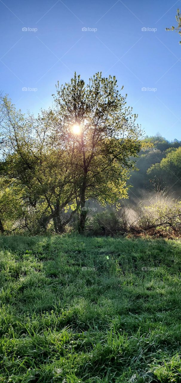 Foggy morning view from a turkey blind