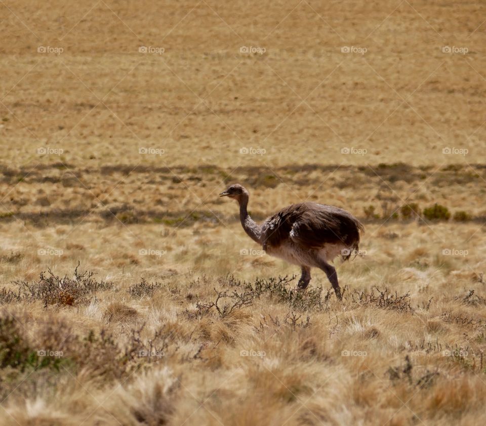 Ostrich in wild 